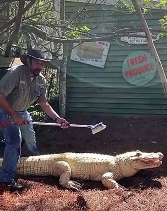 Leucistic Alligator Gets a Bath