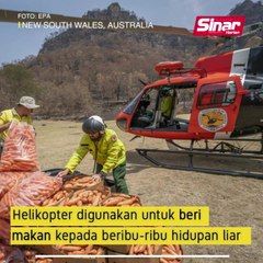 Australia 'jatuhkan' makanan untuk haiwan liar