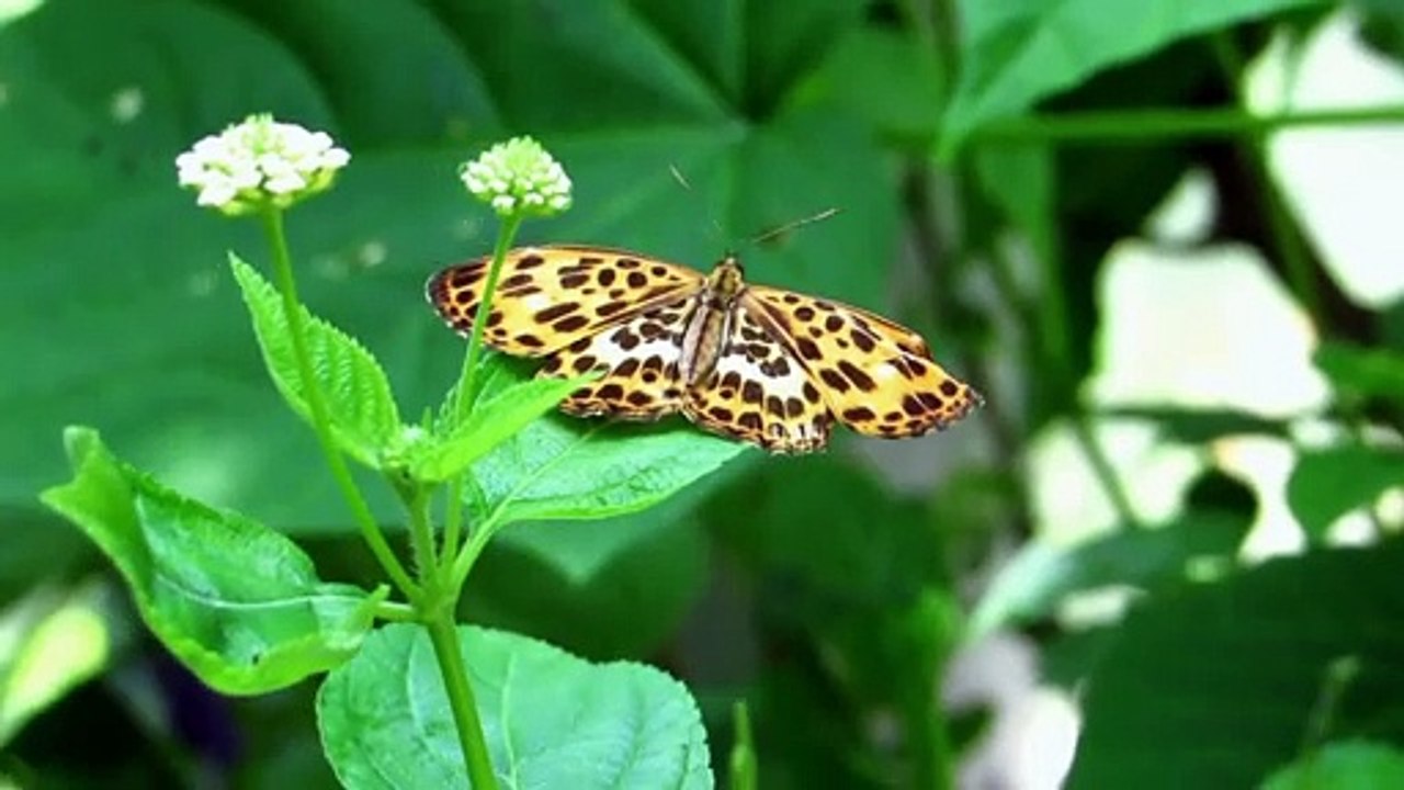 Beautiful Butterflies