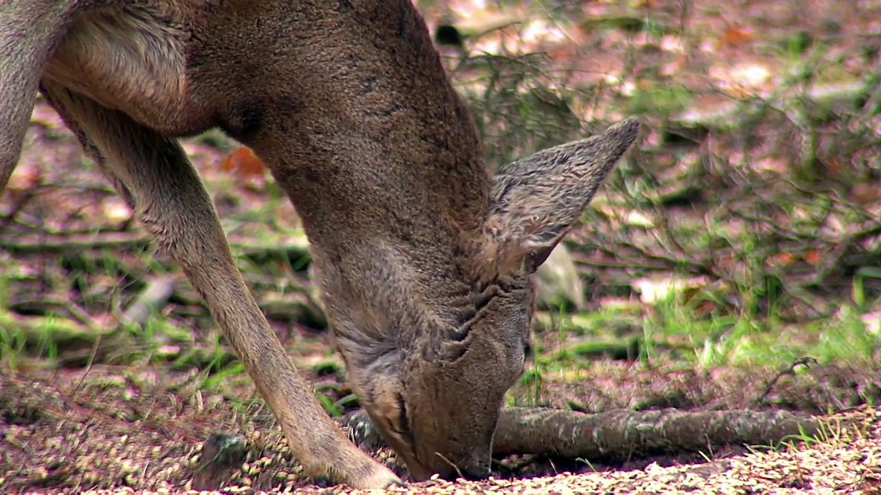 Grazing Dear & Beautiful Forest