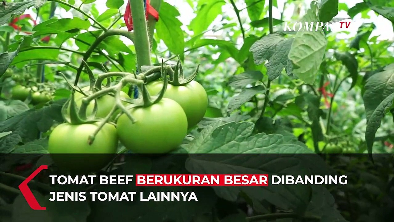 Budidaya Tomat Beef, Tomat Besar Penopang Hasil Pertanian Para Petani