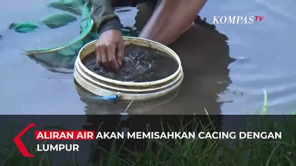 Berkah Pemburu Cacing Sutra di Awal Musim Penghujan