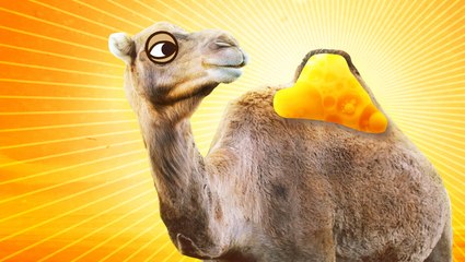 What's inside a camel hump?