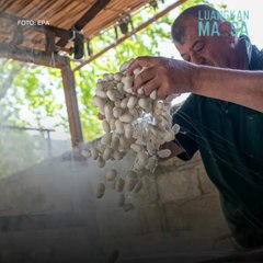 Dari kepompong ke sutera berharga