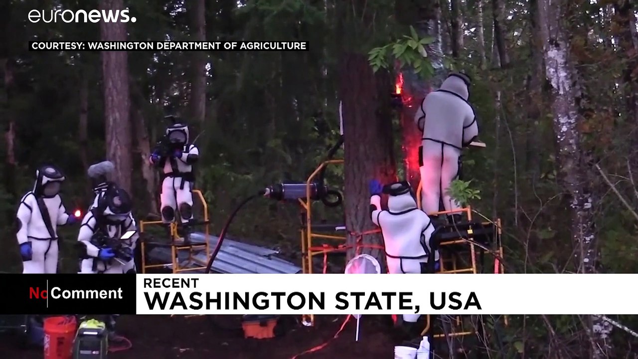 Horror im Wald: Hornissennest mit 200 Königinnen