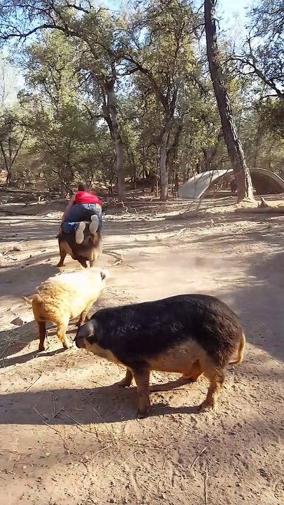 Dude Jumps in on the Hog Rodeo