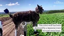 Japanese town deploys robot wolves to ward off bear attacks
