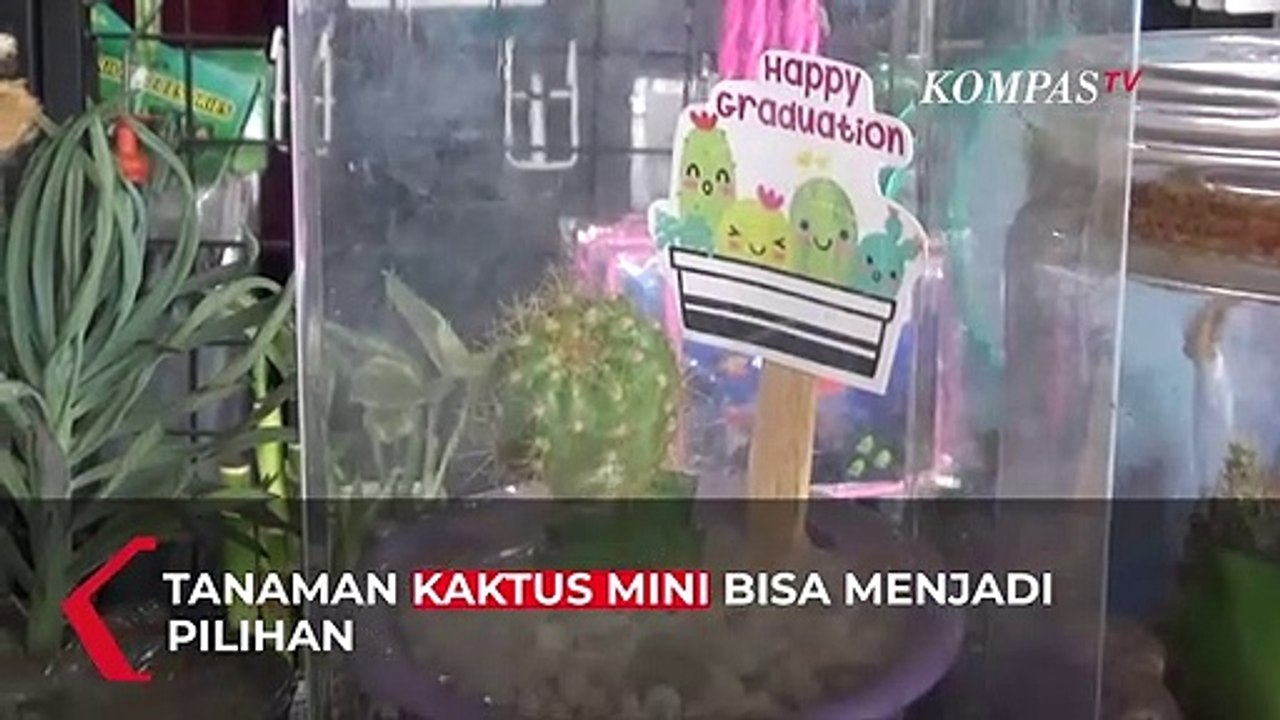 Bingung Pilih Kado? Kaktus Mini Bisa Jadi Pilihan
