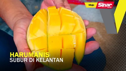 Harumanis subur di Kelantan