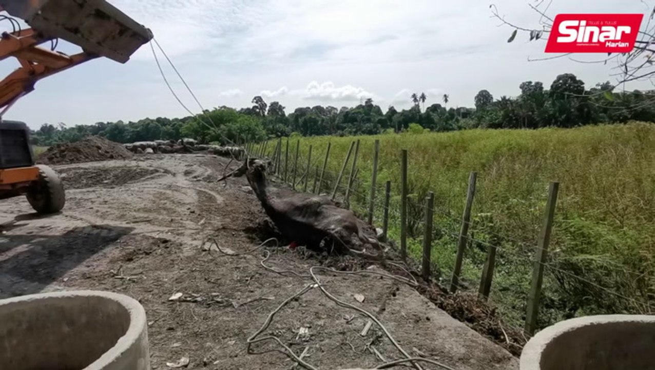 Hawar berdarah ragut lebih 40 ekor kerbau pusaka