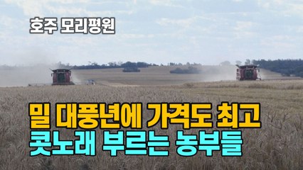 [세상만사] 밀 대풍년에 가격도 최고...호주 농부들 '콧노래' / YTN
