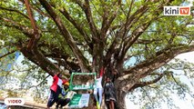 Presiden Kenya lindungi pokok 100 tahun daripada dimusnahkan