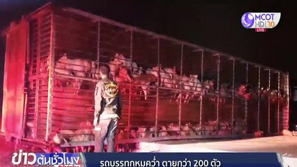 รถบรรทุกหมูพลิกคว่ำตายกว่า 200 ตัว