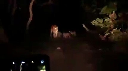 दुधवा के जंगलों से आई खुशखबरी, 4 शावकों के साथ बाघिन देखी गई