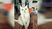 Trate de no reírse - Videos divertidos de gatos y perros #2