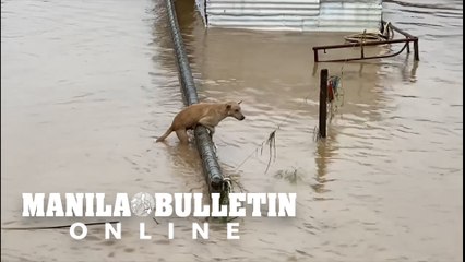 A dog was seen struggling to paddle against the flood current #UlyssesPH