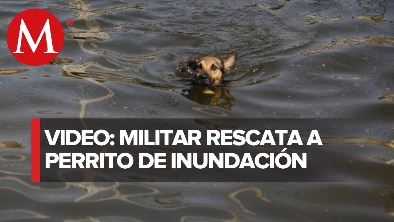 Soldado salva a perro de ahogarse durante inundación en Tabasco