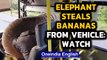 Elephant burglary! Shocking daylight robbery on highway: Viral video | Oneindia News