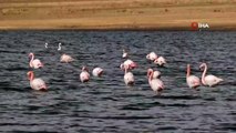 Van Gölü Havzası’nda flamingoların göç hazırlığı