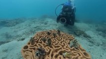 3D printed tiles help revive coral beds in Hong Kong coastal waters