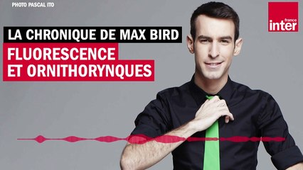 Fluorescence et ornithorynques - La chronique de Max Bird