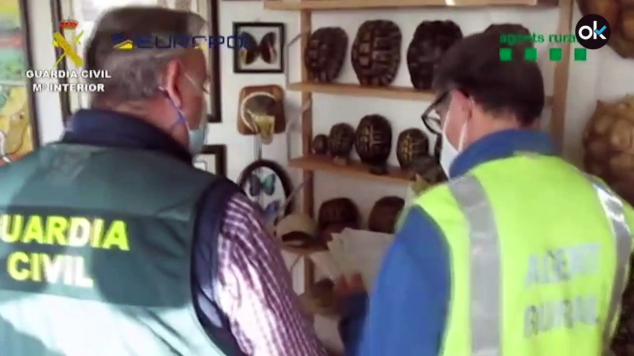 Desarticulados dos grupos criminales que traficaban con especies protegidas