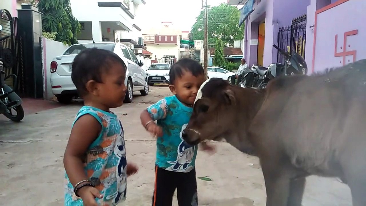 Twins Riddhi Siddhi  With Calf