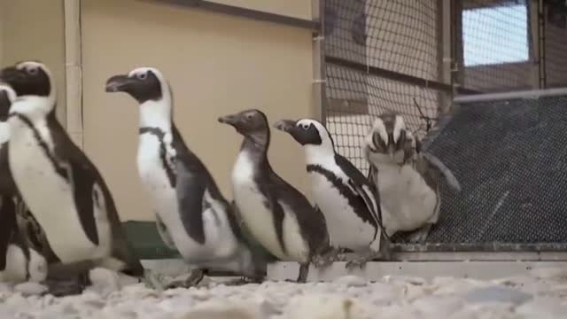 Crías de pingüino en riesgo de extinción serán liberadas de una reserva para una nueva colonia reproductora en Sudáfrica
