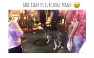 Real Dog VS fake tiger prank