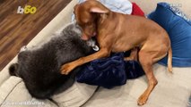 Dog & Rescued Raccoon Become a Social Media Hit Amassing Nearly 60k Followers on Instagram!