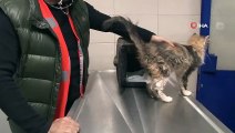 Rıza Bey Apartmanı enkazından 90 saat sonra kurtarılan kediyi Haluk Levent sahiplendi