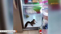 Squirrel rescued from hurricane now sleeps with her teddy bear