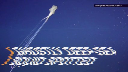 Mysterious Deep-Sea Squid Spotted in Australian Waters for the First Time