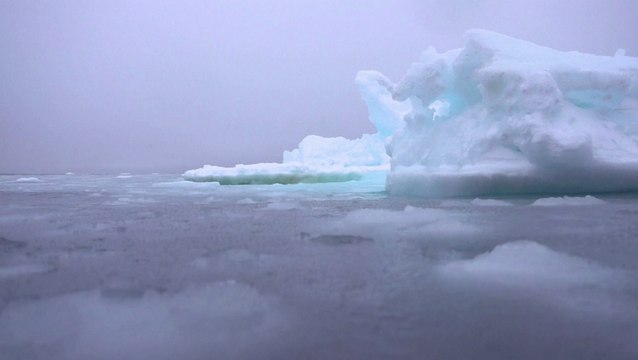 Investigaciones revelan que los osos polares no serían los únicos afectados en el Ártico