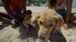 The Potcake Place: K-9 Rescue in Turks and Caicos