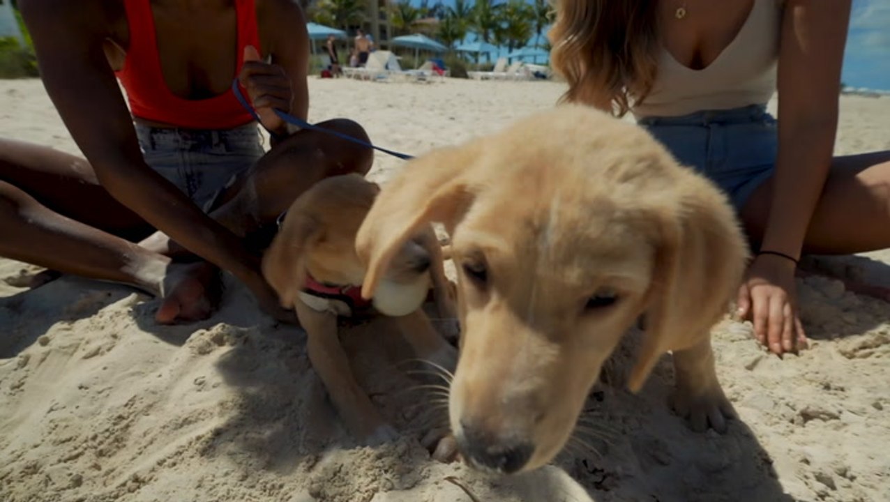 The Potcake Place: K-9 Rescue in Turks and Caicos