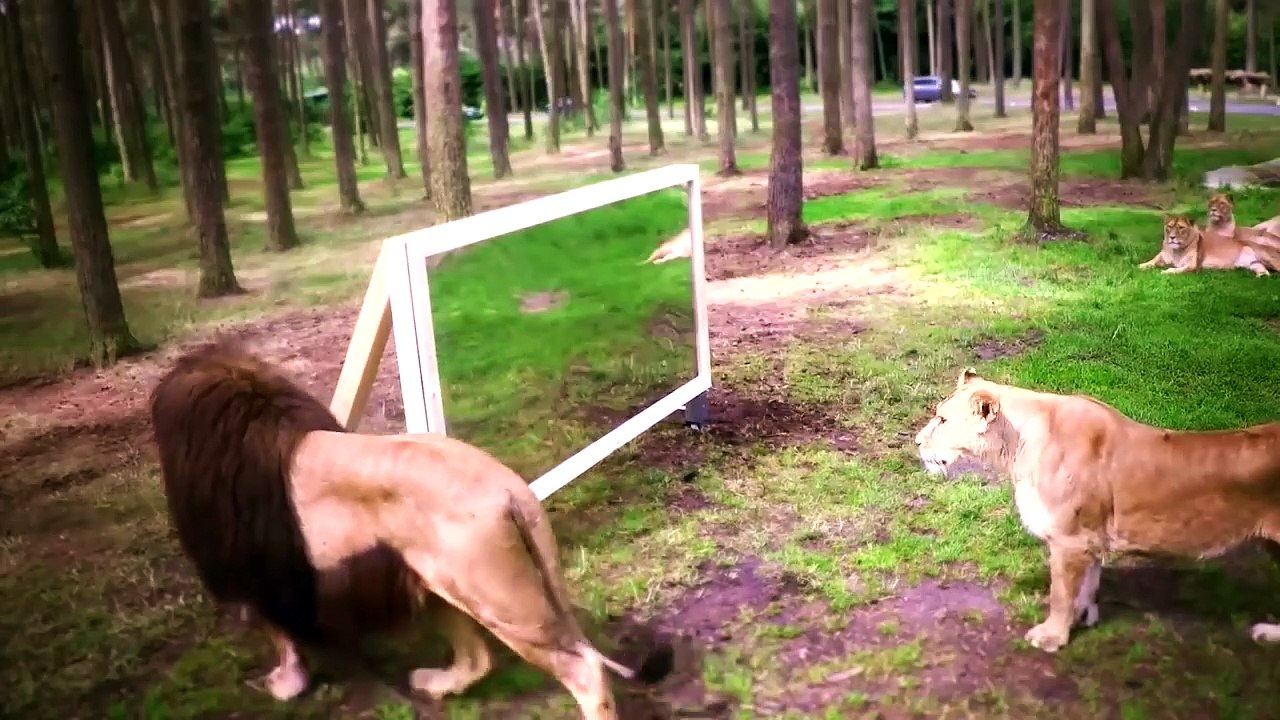 11 Reacciones Divertidísimas de los Animales Mirándose al Espejo