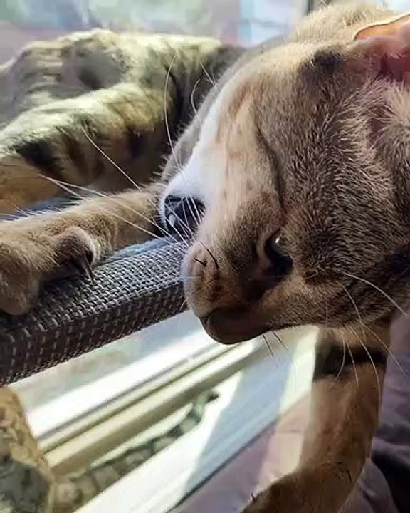 Clumsy Kitty Keeps Falling Down