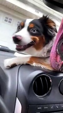 Windshield Wipers Drive Dog Wild