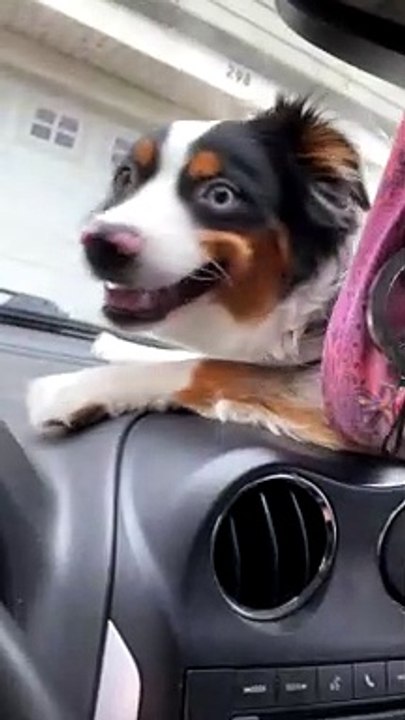 Windshield Wipers Drive Dog Wild