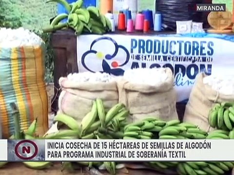 Inicia cosecha de 60 hectáreas de semillas de algodón en Miranda para fortalecer la soberanía textil