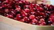 Poll Shows Cranberry Sauce Is the Most Hated Thanksgiving Food