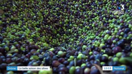 Drôme : 2020, une belle année pour la récolte des olives