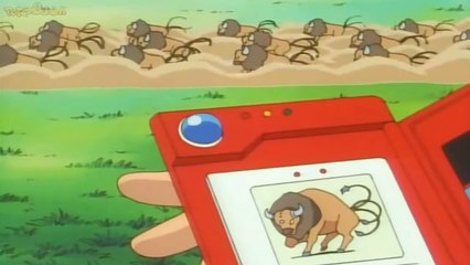 pokedex #128 tauros