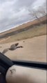 Une oie sauvage suit une voiture sur plusieurs km (Hickman, Nebraska)