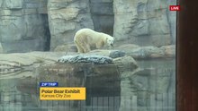 カンザスシティ動物園のバーリンの日常 (Aug21_2020)