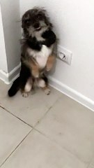 Pup Seems to Have a Guilty Conscience