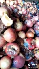 Çürük elmalardan meyve suyu elde ediyorlar