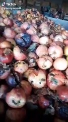 Tarım ve Orman Bakanlığı'ndan 'çürük elma' videosuna inceleme