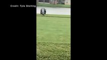 Un énorme Alligator marche sur un terrain de golf à Naples en Floride ! Big Alligator spotted strolling around Naples golf course
